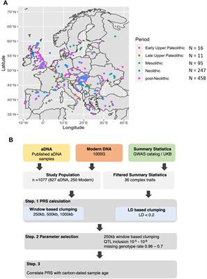 Evolutionary Trajectories of Complex Traits in European Populations of Modern Humans